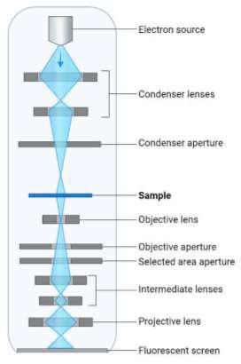 electron microscope slideshare|Electron microscope, principle and application .